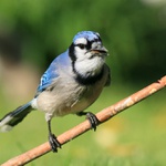 Blue jay,