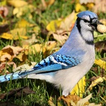 Nasel,,Huraaaaaaaaaaaaa