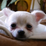 ...náš Bimbooo  :)