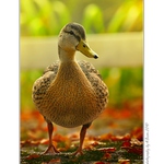 ... Podzimní kachna ...