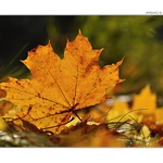 ... Klasický podzim ...