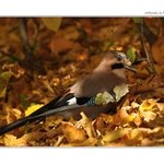 ... Sojka v listí ...