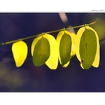 ... Prolínání ...