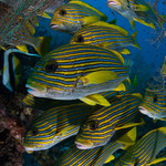 Sweetlips