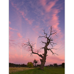 Podvečer na Pohansku