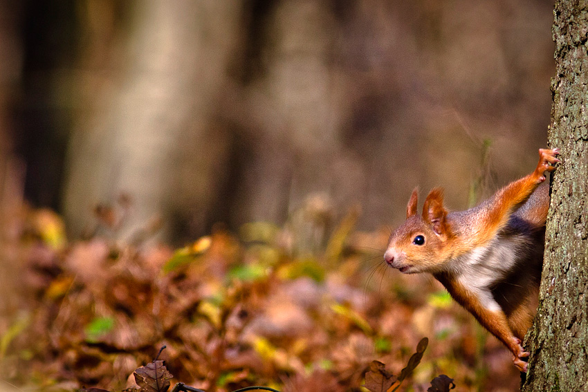 Veverica stromová (Sciurus vulgaris)