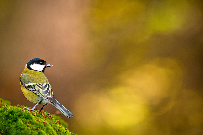  Sýkorka veľká (Parus major)