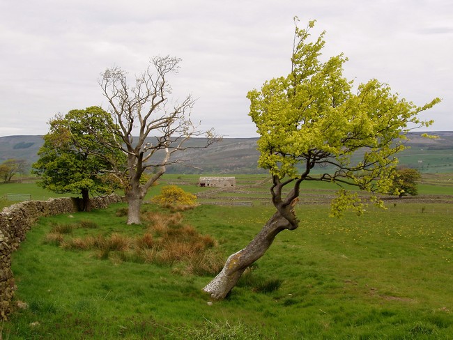 Yorkshire Dales, jaro