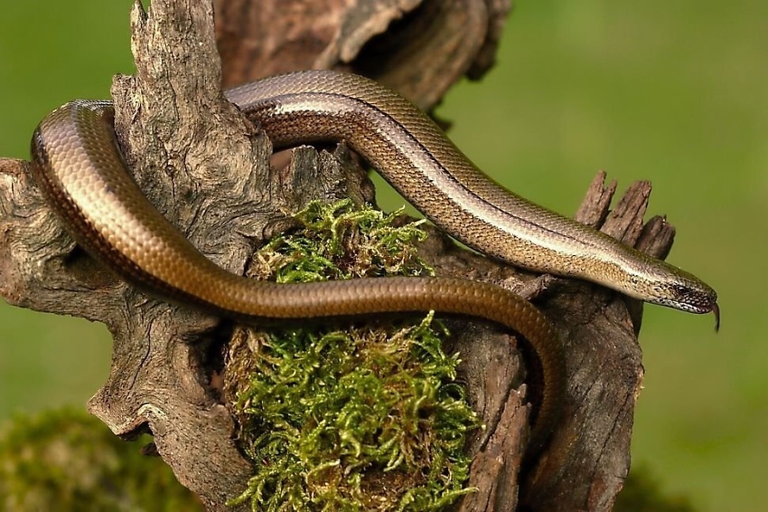 Anguis fragilis - 01