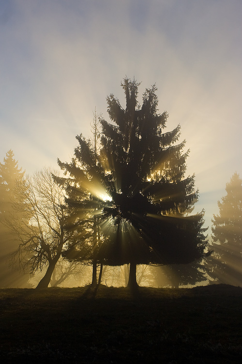Ráno v Českém lese