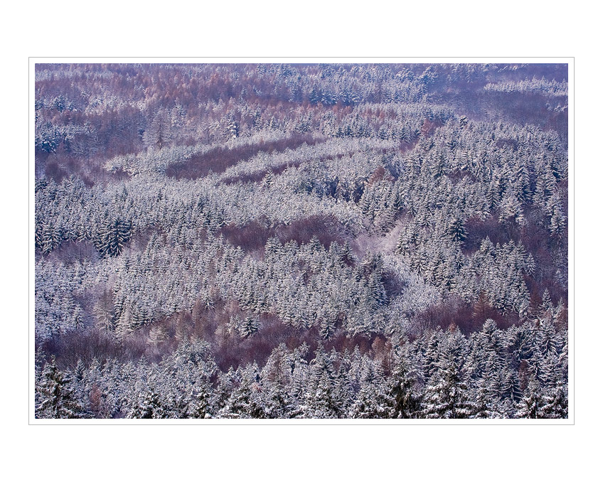 Křivoklátské lesy