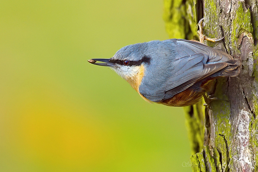 Brhlík lesní (Sitta europaea)