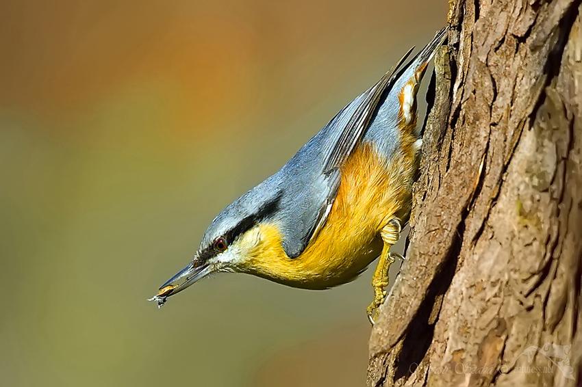 Brhlík lesní (Sitta europaea)