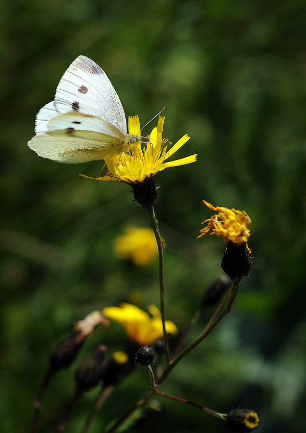 předvečer červnový