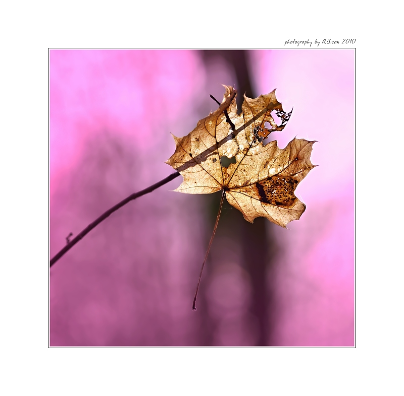 ... Poslední podzimní ...