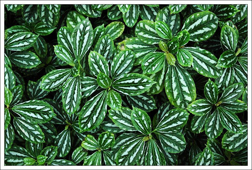 Peperomia