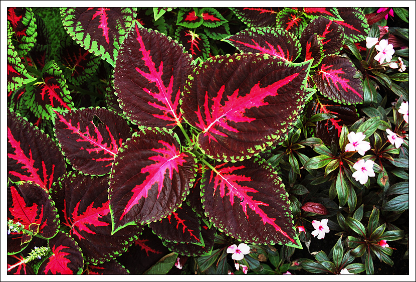 Coleus