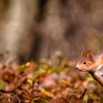 Veverica stromová (Sciurus vulgaris)