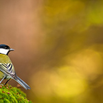  Sýkorka veľká (Parus major)