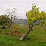 Yorkshire Dales, jaro