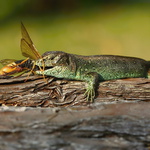 Lacerta agilis - 18
