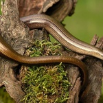 Anguis fragilis - 01