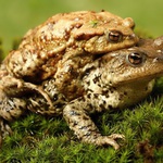 Bufo bufo