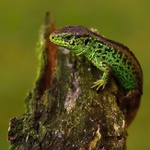 Lacerta agilis - 19