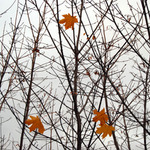 Listopad