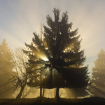 Ráno v Českém lese