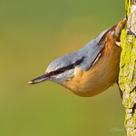 Brhlík lesní (Sitta europaea)