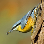 Brhlík lesní (Sitta europaea)