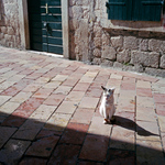 starosta mesta