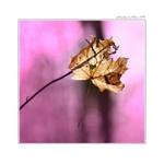 ... Poslední podzimní ...