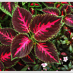 Coleus