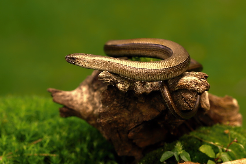 Anguis fragilis - 03