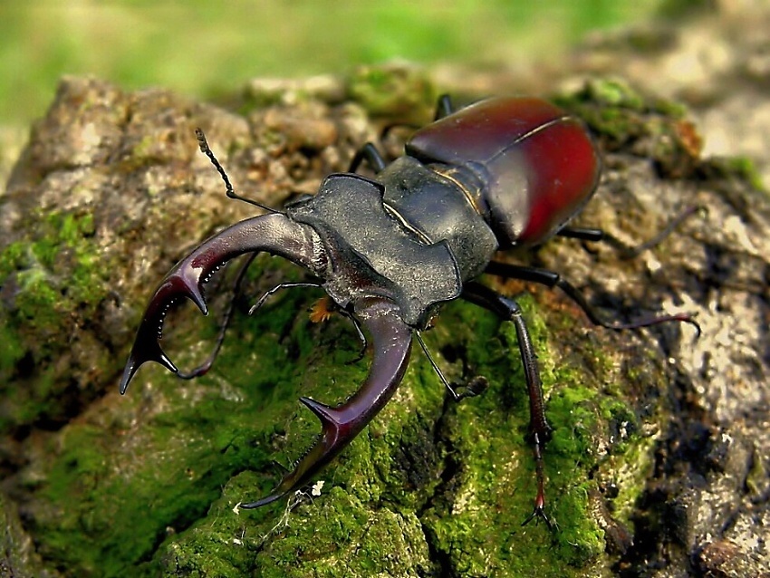 Lucanus cervus - 01