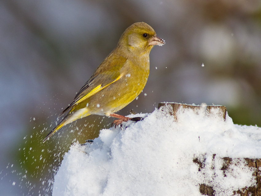 kde se zase couráš babo jedna...