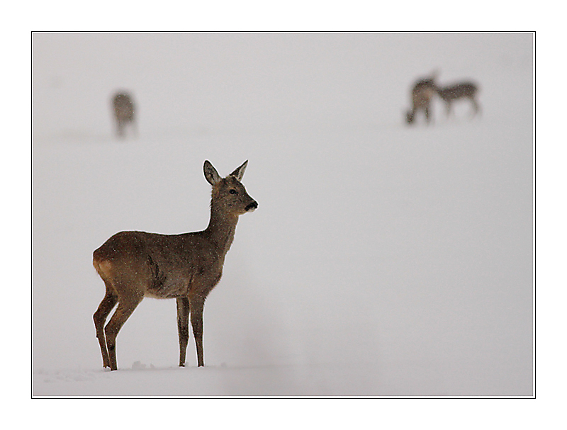 ...doba zimního strádání...