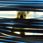 Medvídek se vrací...o:)