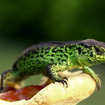 Lacerta agilis - 20
