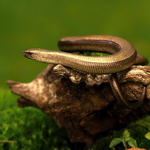 Anguis fragilis - 03