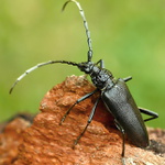 Cerambyx cerdo