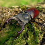 Lucanus cervus - 01
