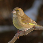 neruš ... nevidíš že se opaluju :(