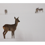 ...doba zimního strádání...