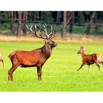 ...teď král jsem tady já...