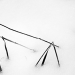 žirafa nad pštrosem ztratila hlavu