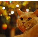 Kocour vánoční