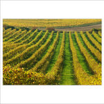 Pálavské vinohrady